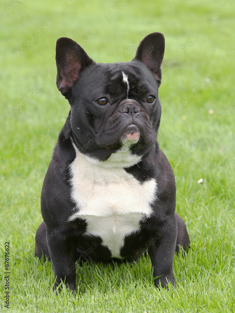 The portrait of French Bulldog on a green grass lawn