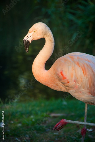 flamingos