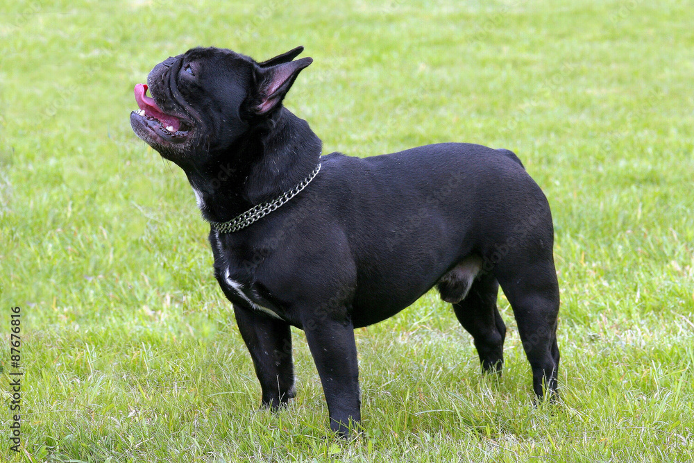 The portrait of French Bulldog on a green grass lawn