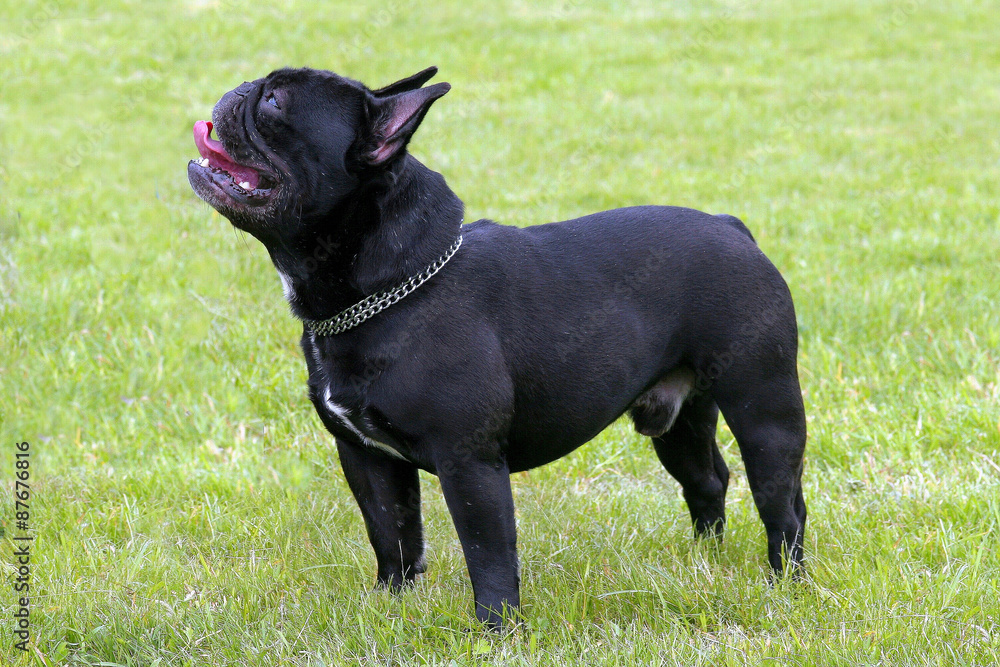The portrait of French Bulldog on a green grass lawn The portrait of French Bulldog on a green grass lawn