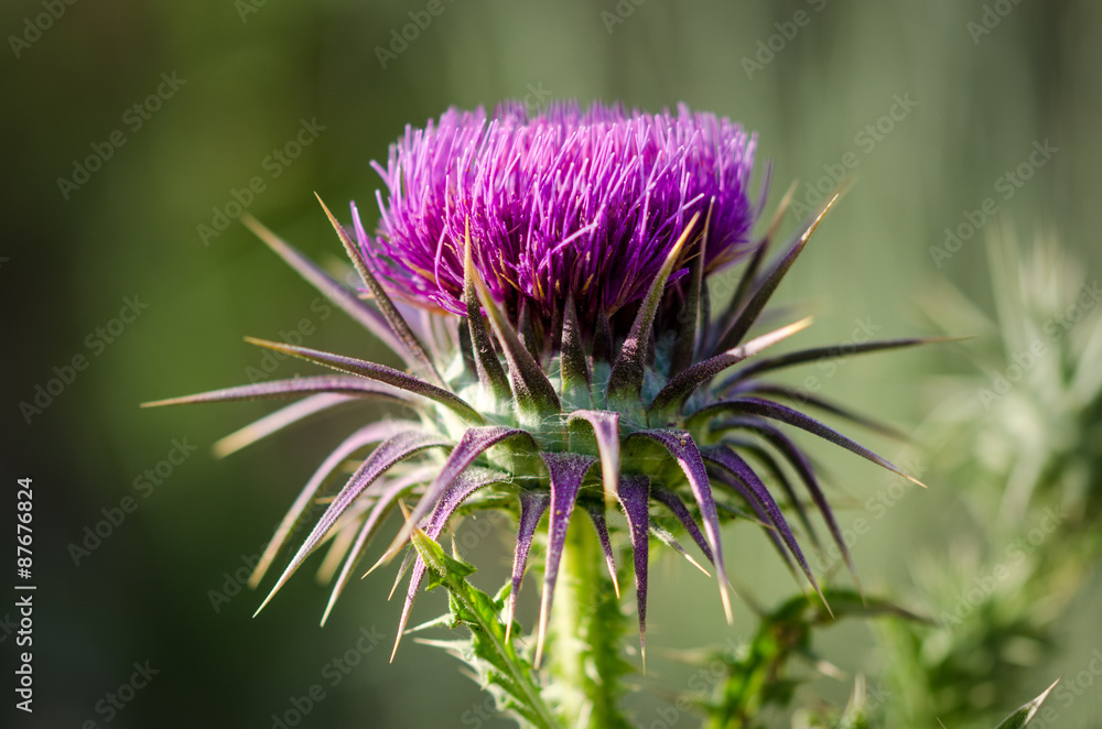 Taurian Thistle inflorescence Taurian Thistle inflorescence