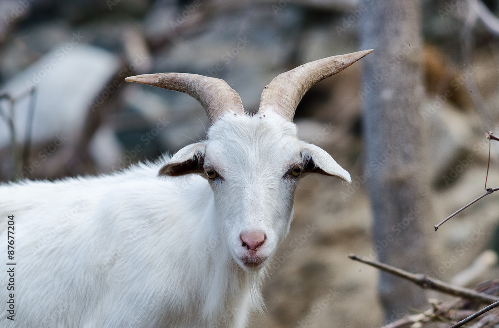 Mountain goat standing on a rock, North Carolina Mountain goat standing on a rock, North Carolina