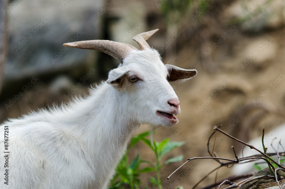 Mountain goat standing on a rock, North Carolina Mountain goat standing on a rock, North Carolina