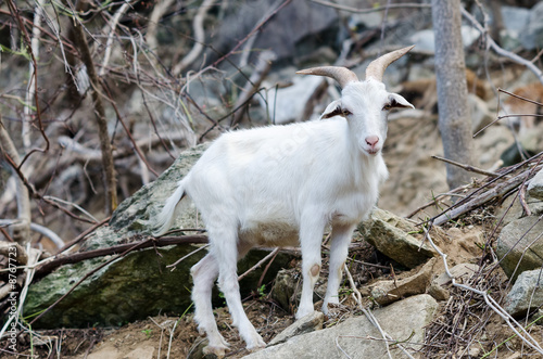 Mountain goat standing on a rock, North Carolina