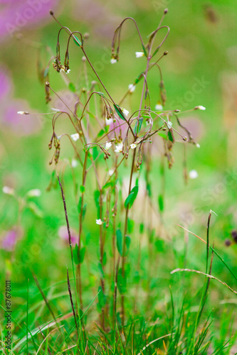 Cerastium Wildflower