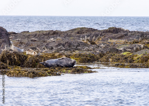 Seals basking in the sunshire, Farne Islands, Northumberland, UK