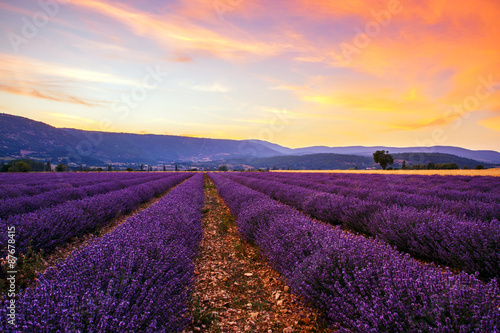 Fototapeta Naklejka Na Ścianę i Meble -  Lavender field summer sunset