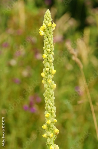 Large-flowered mullein in a meadow