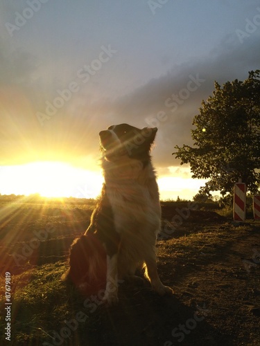 Border collie and rays of the sun
