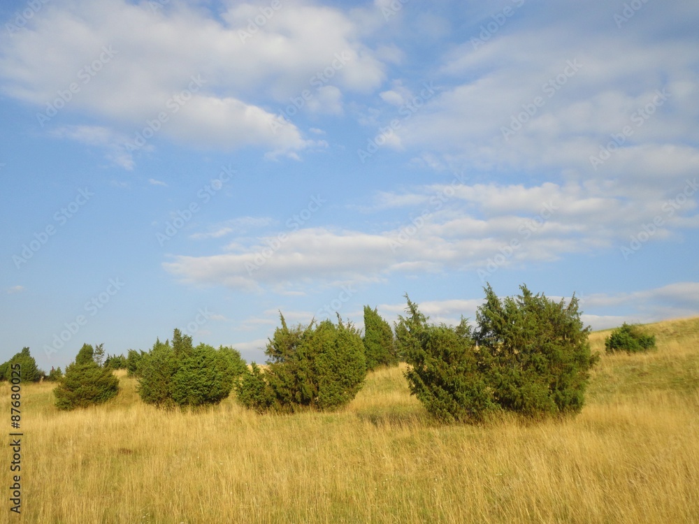 Wacholderheide
Wacholderheide