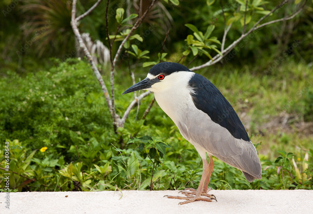 Naklejka premium Black crowned night heron. Nycticorax nycticorax. Florida