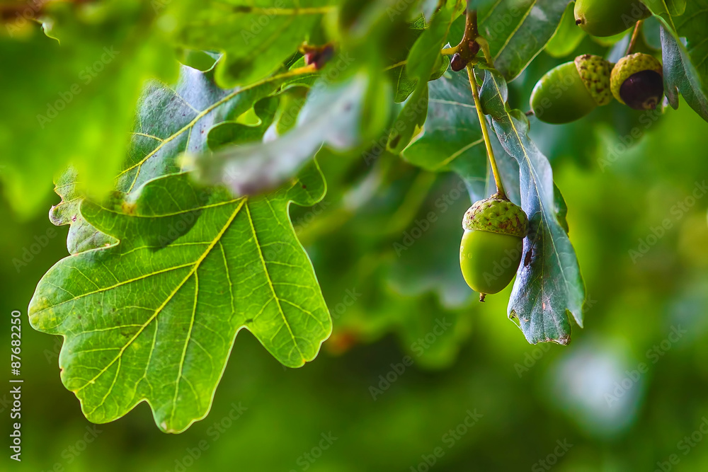 Naklejka premium Zielony żołądź wiszące z drzewa dąb liść tło natura summe