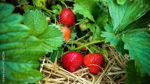 Strawberry Field with Ripe strawberries as background
