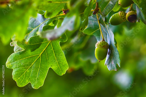 Green acorn hanging from a tree oak leaf background nature summe