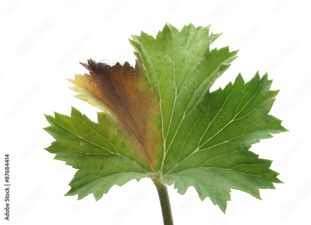Gray mold on a leaf pelargonium - obrazy, fototapety, plakaty 