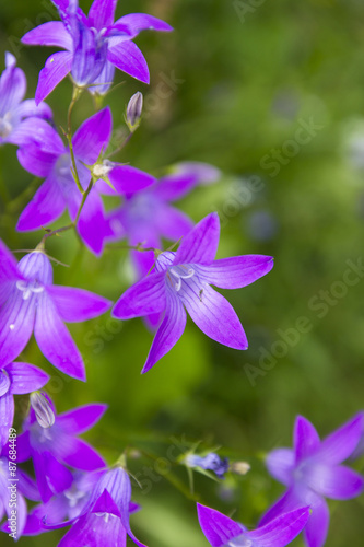 purple campanula flowers