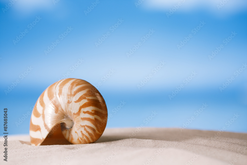 nautilus shell on white Florida beach sand under the sun light nautilus shell on white Florida beach sand under the sun light