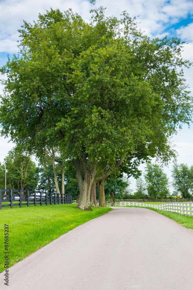 Country road surrounded the horse farms. Country road surrounded the horse farms.