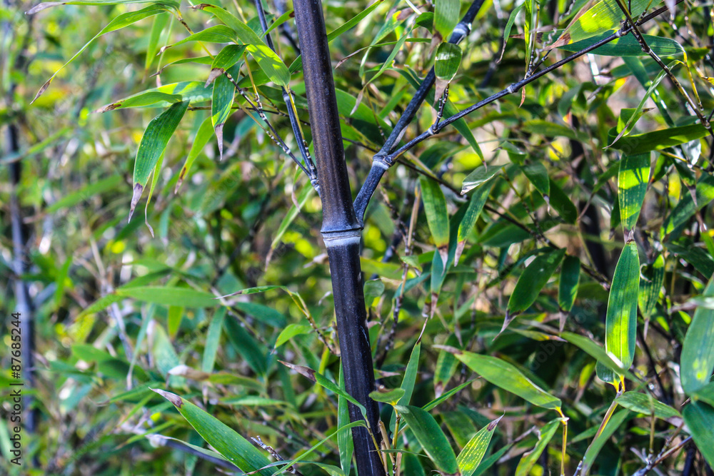 Fototapeta premium Bambú Negro