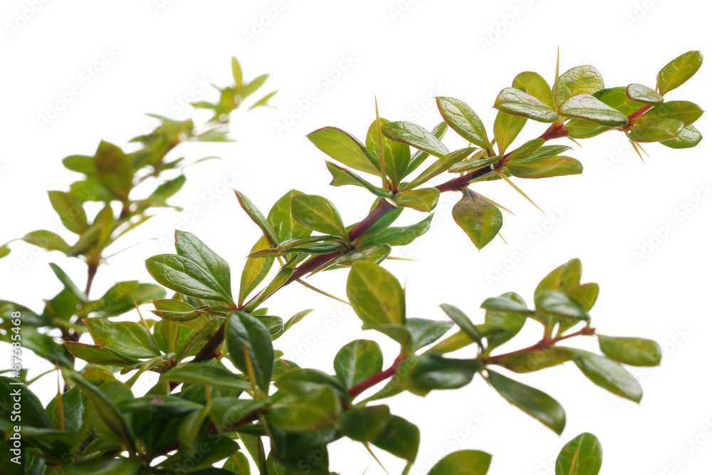 Berberis x media Dual Jewel Berberis x media Dual Jewel