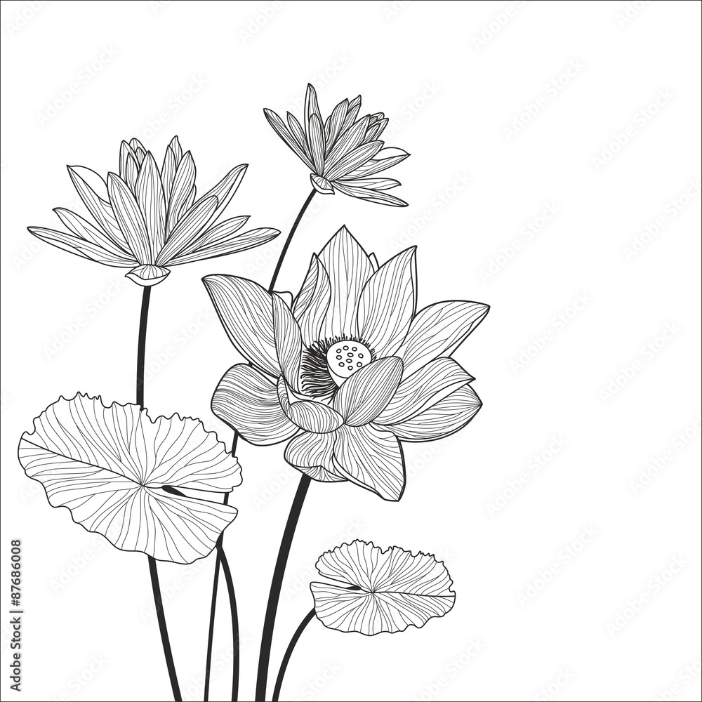 Beautiful lotus flower line illustration. Vector abstract black
