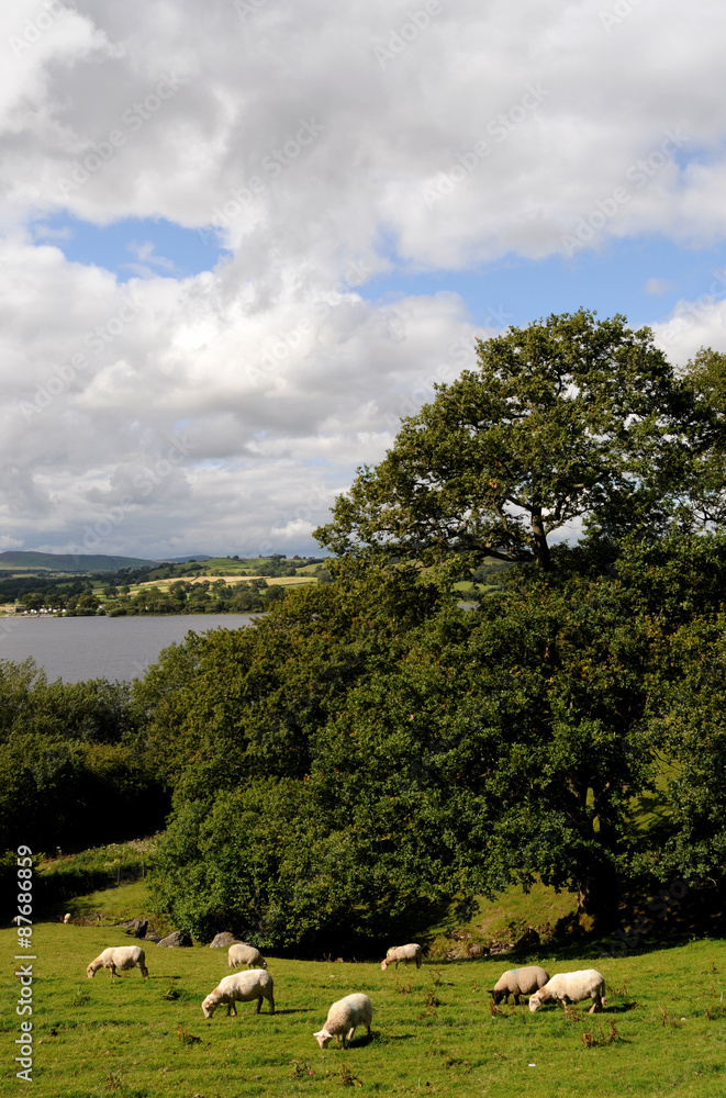 Obraz premium Sheep grazing beside Llyn Tegid in Bala.