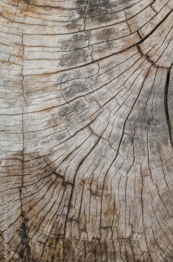 Fototapeta premium Texture of the wood from the trees