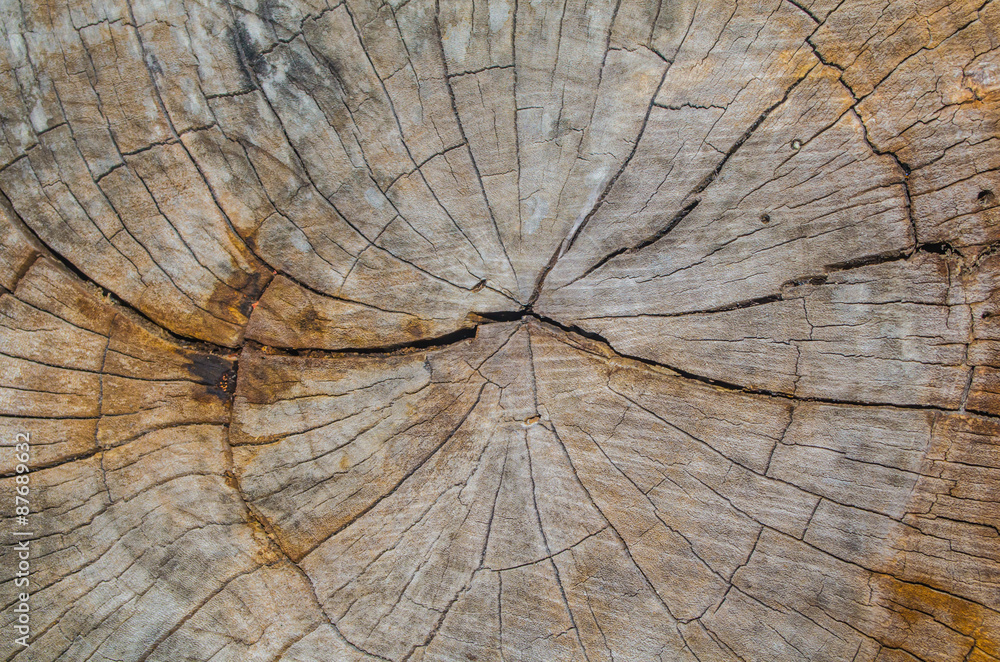 Fototapeta premium Texture of the wood from the trees