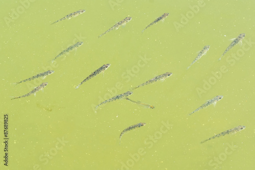 Young fishes floating in the water of the pond