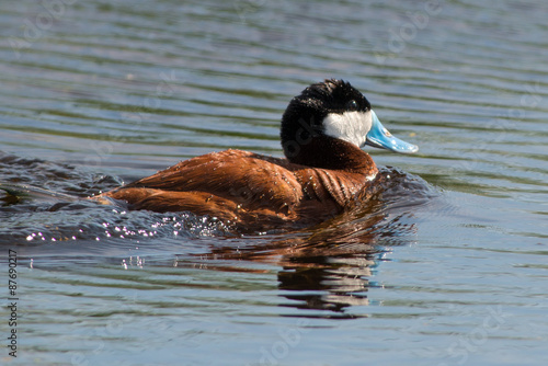 Ruddy Duck