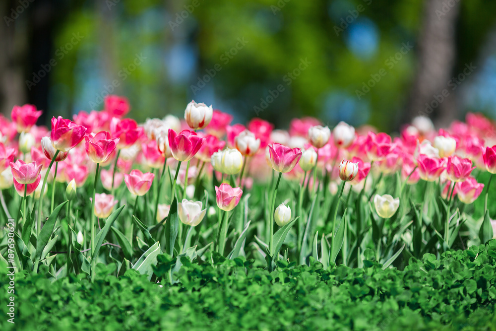 tulip flower bed.Photo of blooming tulips in a sunny day tulip flower bed.Photo of blooming tulips in a sunny day