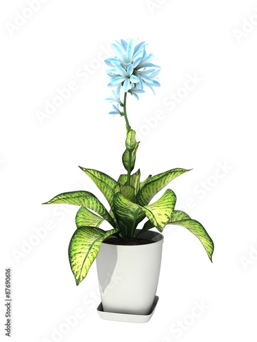 potted plant