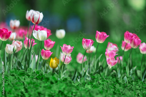 tulip flower bed.Photo of blooming tulips in a sunny day