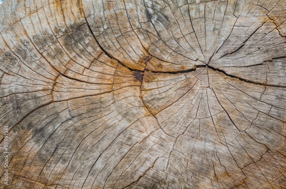 Fototapeta premium Texture of the wood from the trees