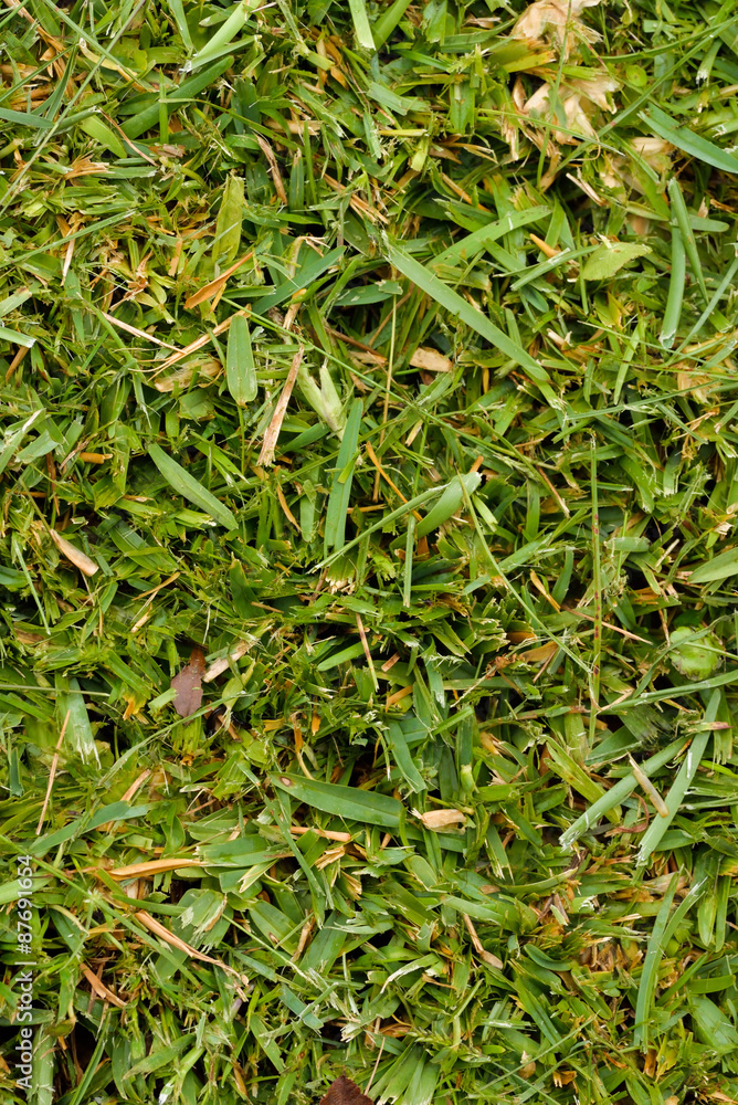 Green Grass Green Grass
