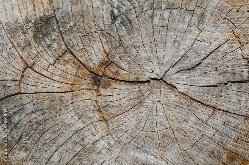 Fototapeta premium Texture of the wood from the trees