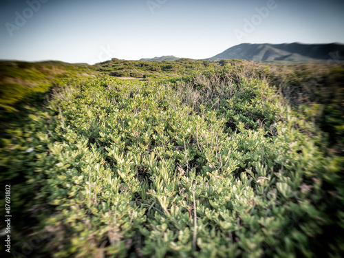 Mediterranean scrub leafs sky photo