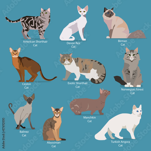 Set of flat sitting or walking cute cartoon cats. Popular breeds