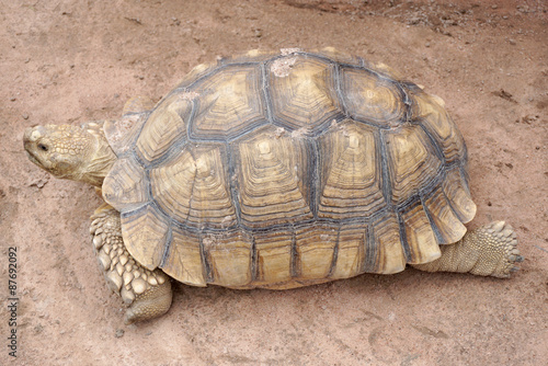 asian giant tortoise