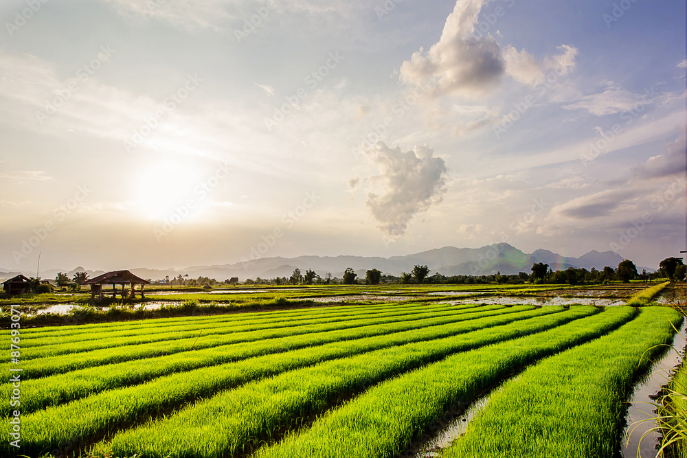 Fresh rice field on beautiful sunset at chiangrai, thailand. Fresh rice field on beautiful sunset at chiangrai, thailand.