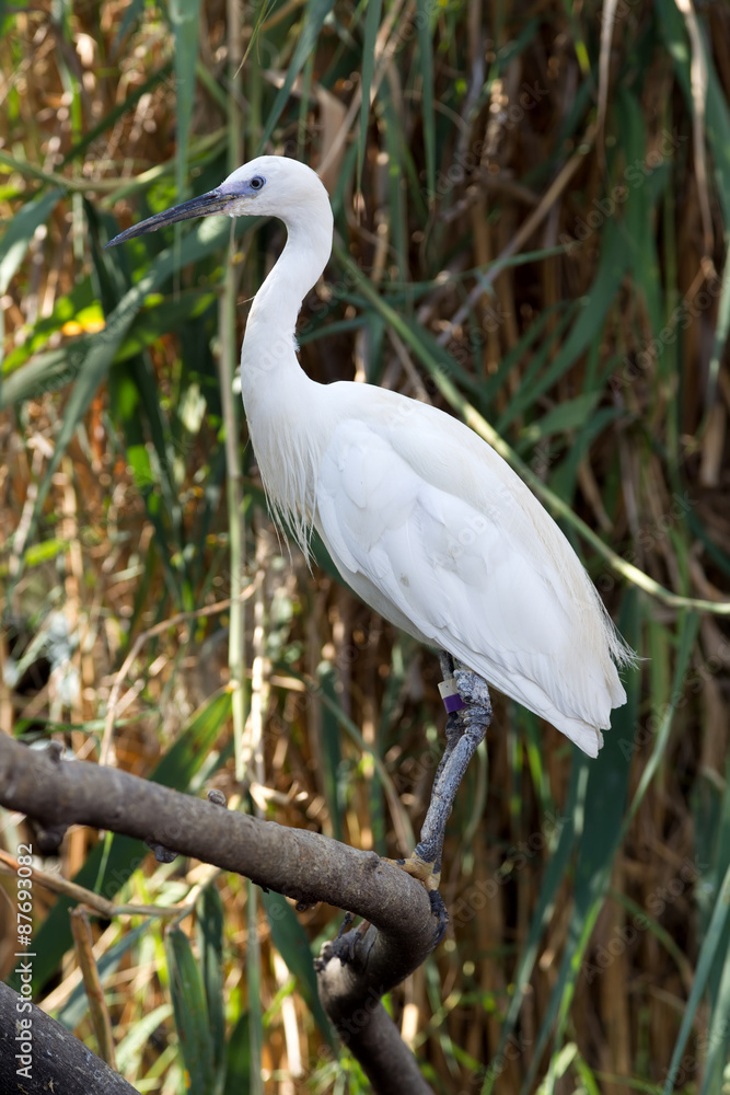 Fototapeta premium White egret in the marsh cane background