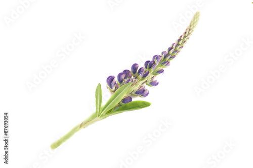 Lupine lupinus polyphyllus