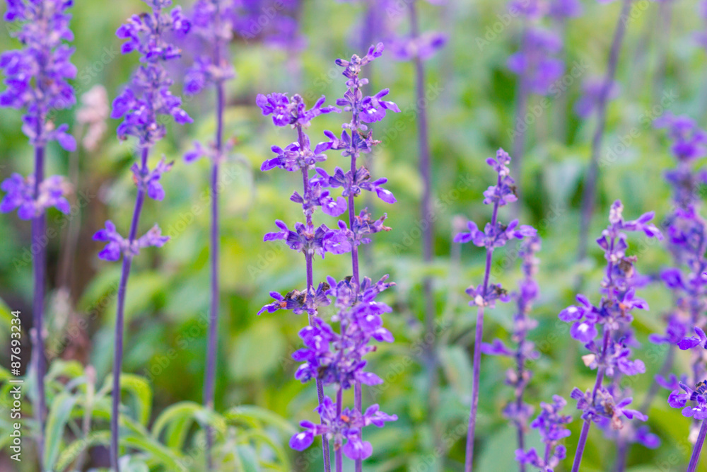 Fototapeta premium Beautiful spring background with Salvia farinacea Benth.