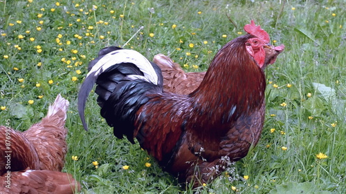 Rooster and chickens walking on the lawn photo