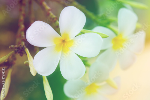 Plumeria Flower