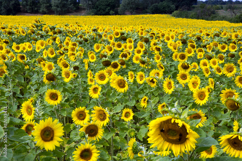 Obraz premium Field of sunflowers / Field of many sunflowers