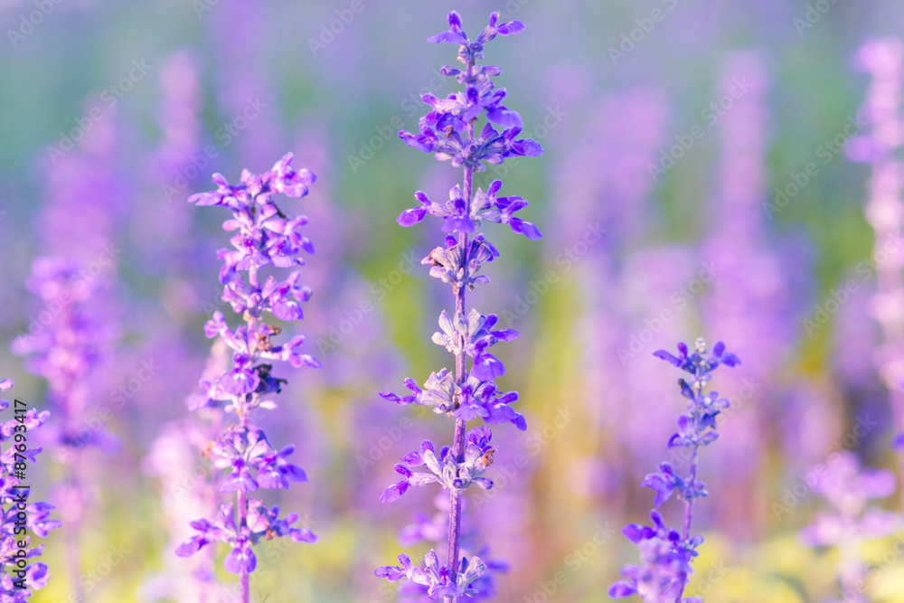 Naklejka premium Niebieskie kwiaty szałwii (szałwia farinacea) rozmyte tło