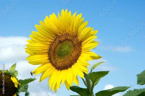 Fototapeta Naklejka Na Ścianę i Meble -  Sunflower / beautiful sunflower and blue sky with clouds