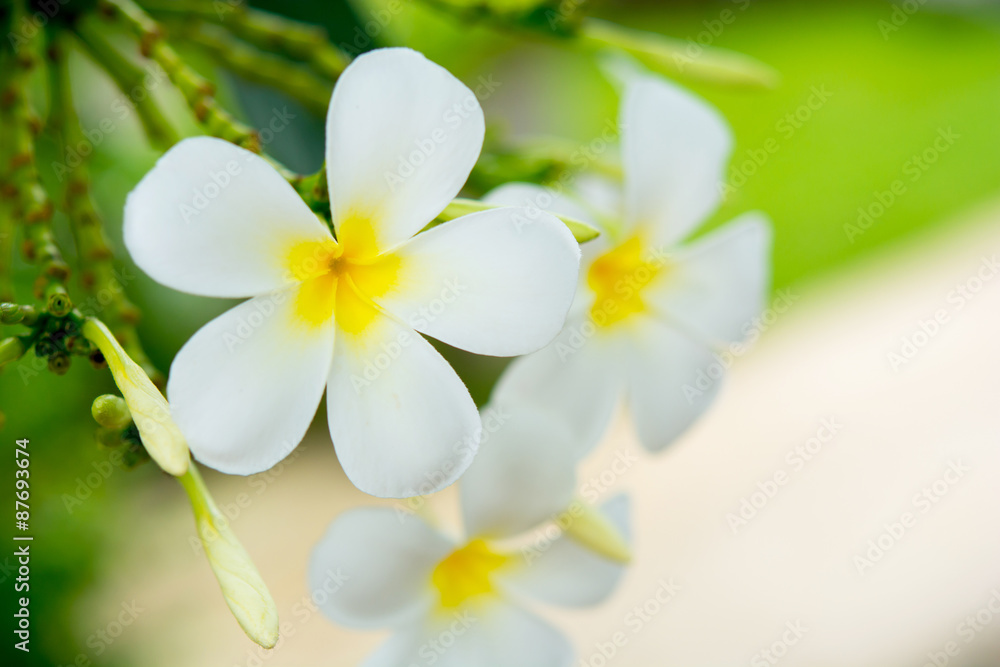 Plumeria Flower Plumeria Flower