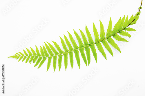 Single isolated leaf on a white background